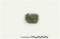 藏品(折葉蘚屬)的圖片